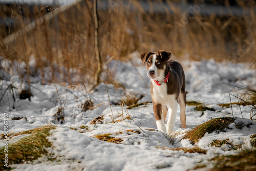 Border Collie, Welpe, Hund, Hunde, blaue Augen, Junghund, Australian Shepherd, Mischling