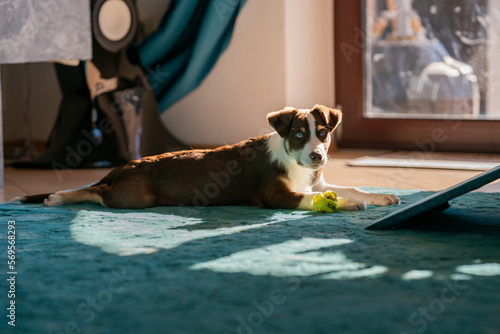 Border Collie, Welpe, Hund, Hunde, blaue Augen, Junghund, Australian Shepherd, Mischling