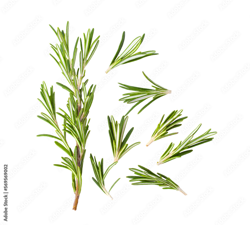 Rosemary isolated on transparent png
