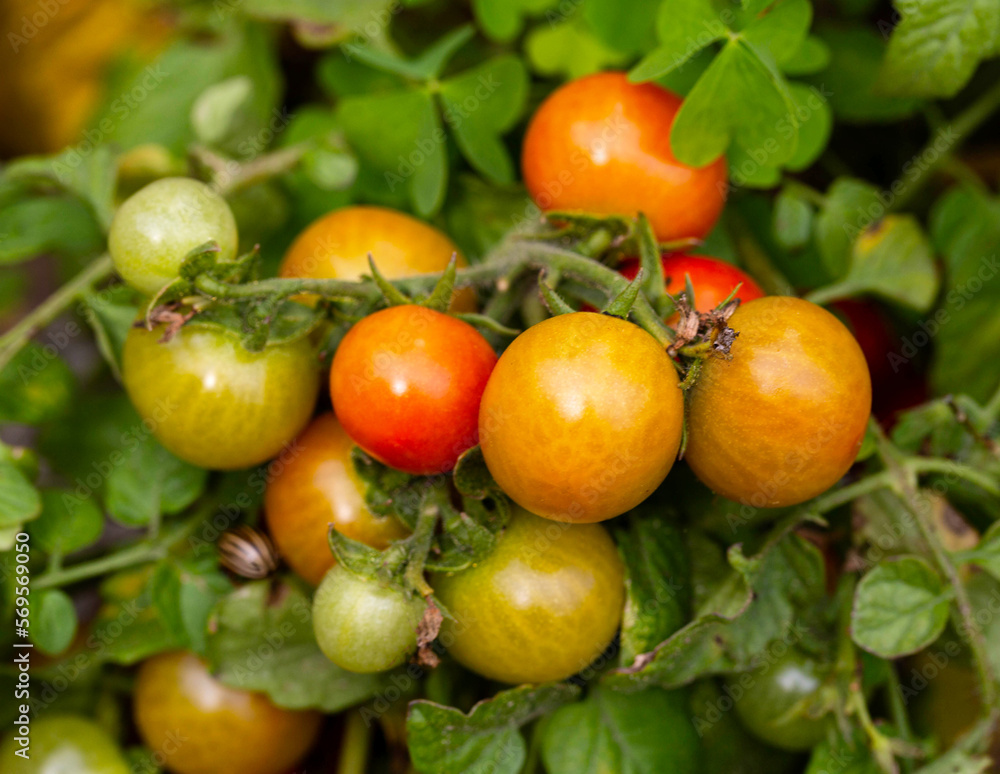 A large bush with a lot of cherry tomatoes grows in a summer cottage. Red and green tomatoes, ripeness.