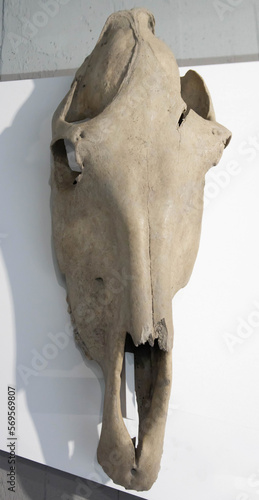 Large skull of a horse on a white background found during excavations, close-up.
