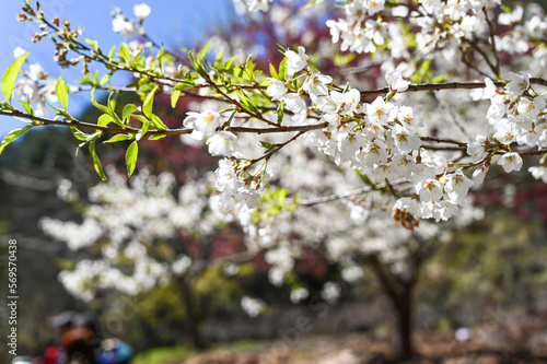Blooming sakura with white flowers in spring.