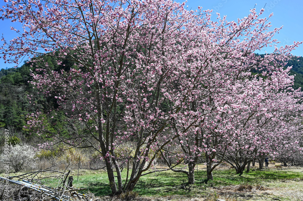 Beautiful Cherry Blossoms in Wuling Farm,Taichung, Taiwan Beautiful Cherry Blossoms in Wuling Farm,Taichung, Taiwan