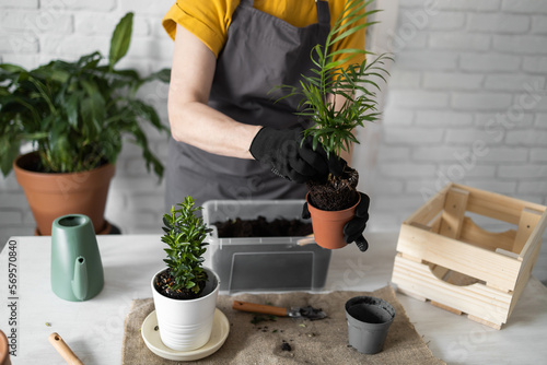 Close-up spring houseplant care, repotting houseplants. Waking up indoor plants for spring. Female is transplanting plant into new pot at home. Gardener transplant green plant