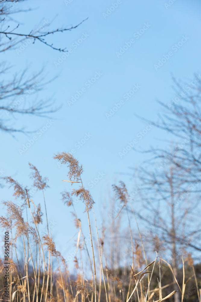 Obraz premium Blue sky over the swaying reeds.