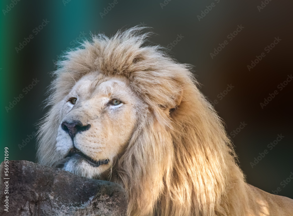 Fototapeta premium White lion peacefully put head on rock, close-up portrait with blurred background. Wild animals, big cat watching