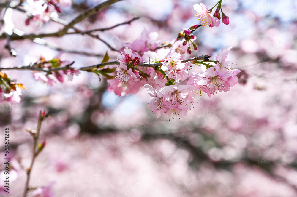 Blooming sakura with pink flowers in spring. Blooming sakura with pink flowers in spring.