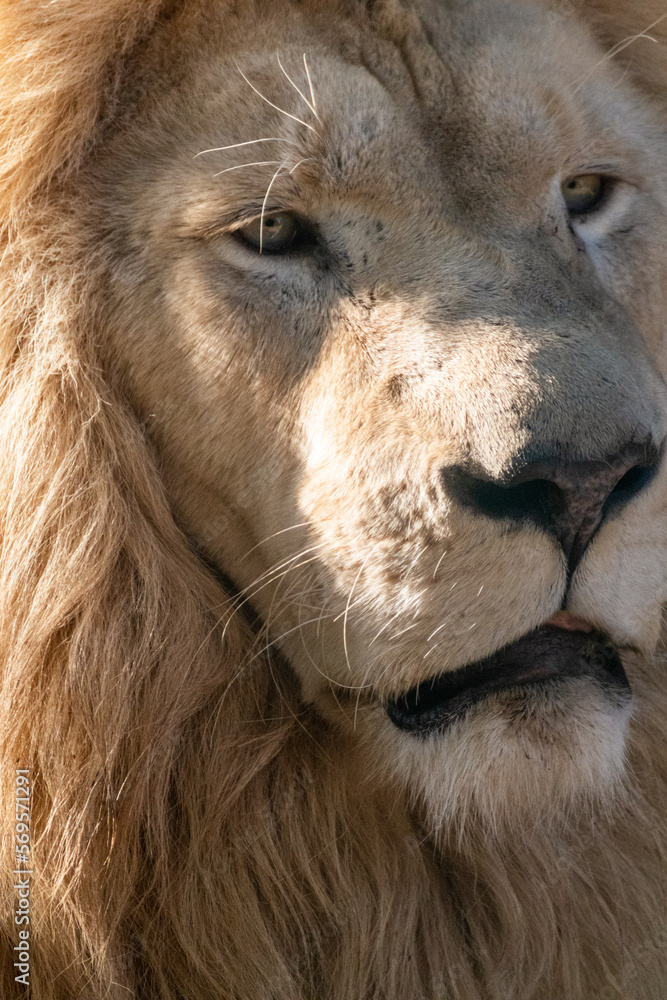 White lion face portrait, close-up in sunlight. Wild animals, big peaceful cat profile