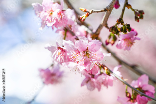 Blooming sakura with pink flowers in spring.