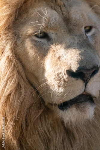 Fototapeta Naklejka Na Ścianę i Meble -  White lion face portrait, close-up in sunlight. Wild animals, big peaceful cat profile