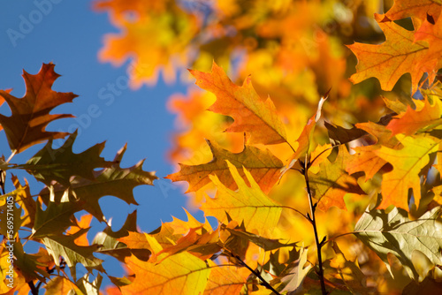 Autumn bright oak tree leaves close-up with blue sky background, golden season, nature details