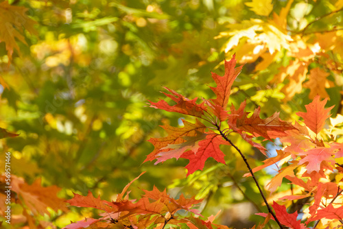 Autumn red oak tree leaves close-up on green forest blurred background. Autumnal forest mood nature details