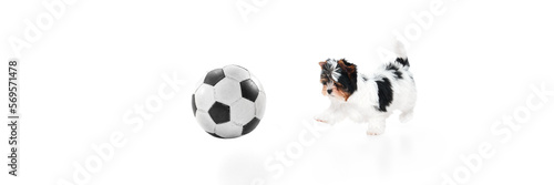 Studio image of cute little Biewer Yorkshire Terrier, dog, puppy playing football ball on white background. Concept of motion, action, pets love, animal life, domestic animal. Copyspace for ad. Banner