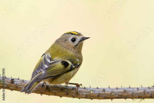 Goldcrest (Regulus regulus) sitting on a branch. Small beautiful bird.