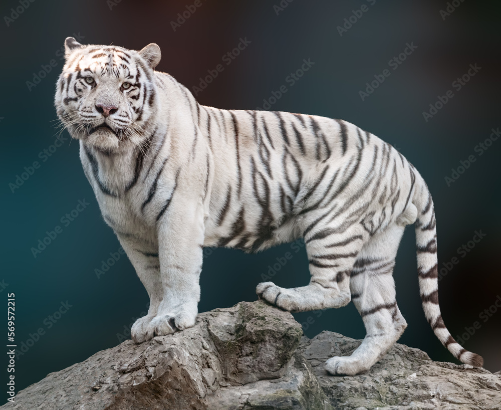 White tiger with black stripes standing on rock in powerful pose. Portrait with dark blurred background. Wild endangered animals, big cat White tiger with black stripes standing on rock in powerful pose. Portrait with dark blurred background. Wild endangered animals, big cat