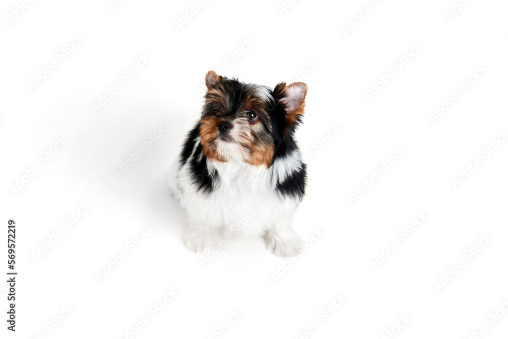 Attentive look. Studio image of cute little Biewer Yorkshire Terrier, dog, puppy, posing over white background. Concept of motion, action, pets love, animal life, domestic animal. Copyspace for ad. Attentive look. Studio image of cute little Biewer Yorkshire Terrier, dog, puppy, posing over white background. Concept of motion, action, pets love, animal life, domestic animal. Copyspace for ad.