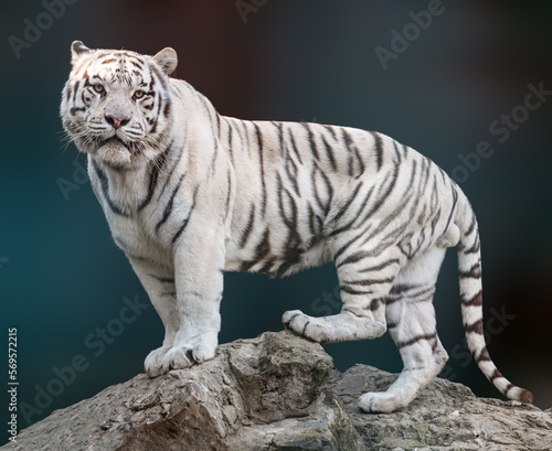 White tiger with black stripes standing on rock in powerful pose. Portrait with dark blurred background. Wild endangered animals, big cat