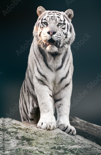 White tiger with black stripes sitting on rock in powerful pose portrait. Close view with dark blurred background. Wild animals in zoo  big cat