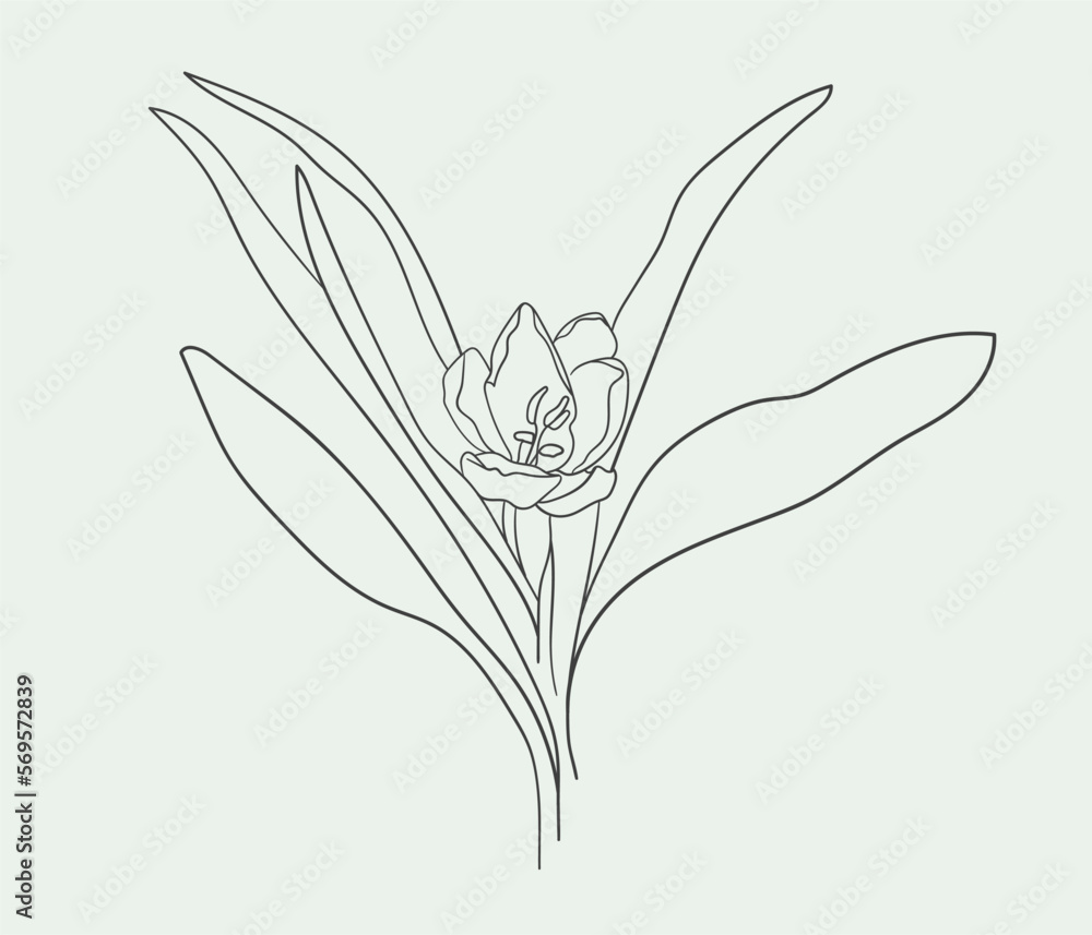 Tulip flower line drawing on green background. Outline Vector illustration Tulip flower line drawing on green background. Outline Vector illustration