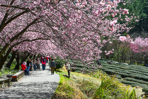 Taichung, Taiwan - FEB 26, 2020: Beautiful Cherry Blossoms in Wuling Farm,Taichung, Taiwan