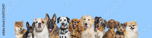 Row of different size and breed dogs over blue horizontal social media or web banner with copy space for text. Dogs are looking at the camera, some cute, panting or happy