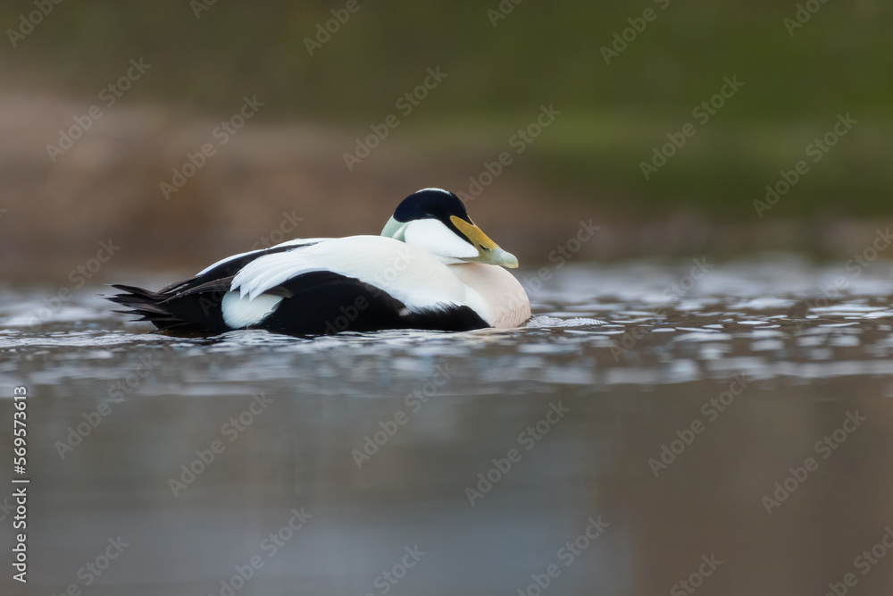 Male common eider (Somateria mollissima) swimming, Edinburgh, Scotland Male common eider (Somateria mollissima) swimming, Edinburgh, Scotland