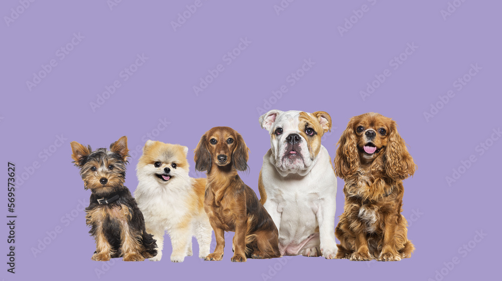 Obraz premium Group of dogs of different sizes and breeds looking at the camera, some cute, panting or happy, in a row, isolated on white