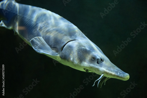 Sturgeon fish  kaluga  beluga  swim at the bottom of the aquarium. Fish underwater