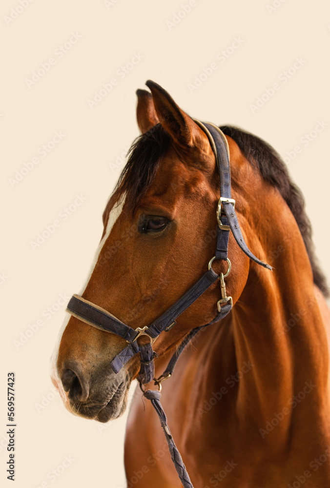 Obraz premium portrait of a horse