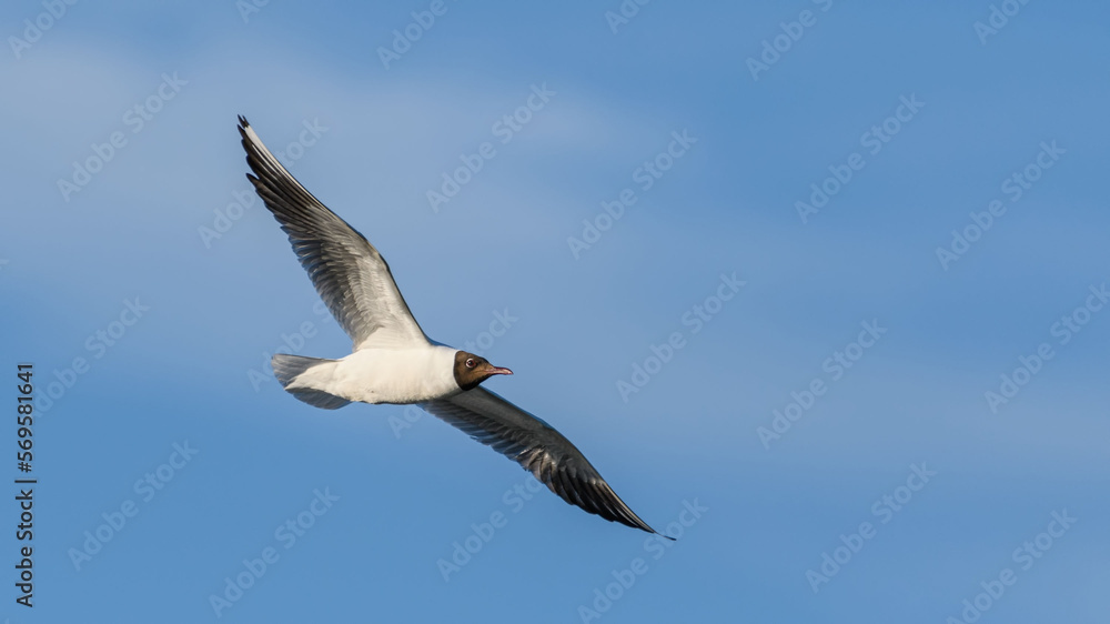 Black-headed gull (Chroicocephalus ridibundus) in flight against sky. Black-headed gull (Chroicocephalus ridibundus) in flight against sky.
