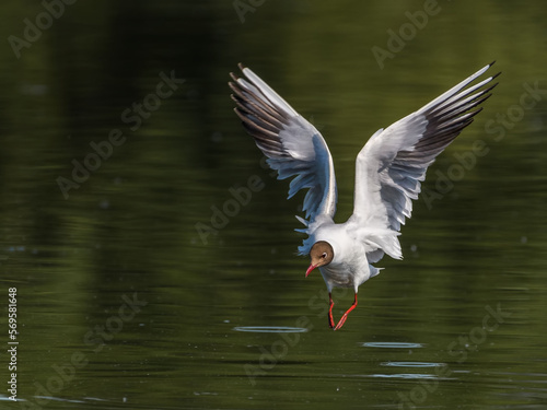 Black-headed gull (Chroicocephalus ridibundus) in flight against water.