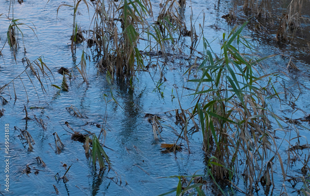 Obraz premium corso d'acqua con piante