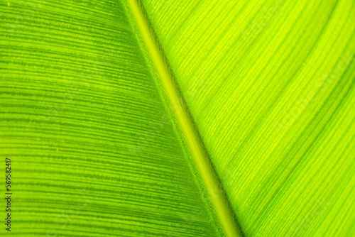 Close-up of a leaf from the plant Strelitzia Nicolai