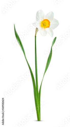 Fototapeta Naklejka Na Ścianę i Meble -  Single isolated narcissus flower 