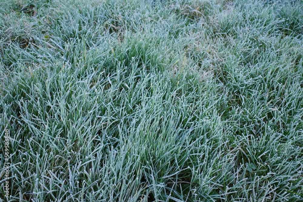 Gras mit Frost im Winter Gras mit Frost im Winter