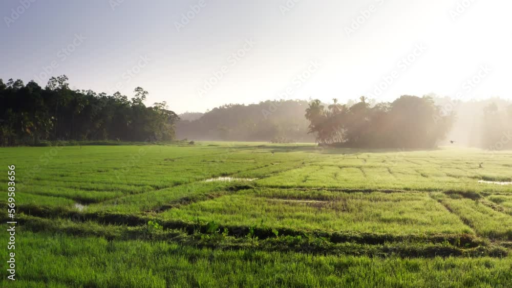 Early morning slow flying drone over the wet green rice fields farm with herons and white storks 4K video in Sri Lanka, Galle District, South Asia. Early morning slow flying drone over the wet green rice fields farm with herons and white storks 4K video in Sri Lanka, Galle District, South Asia.