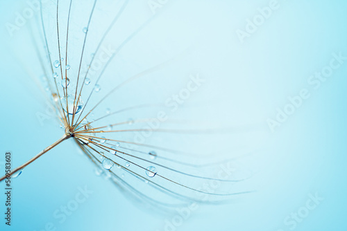 Macro shot of dew drops on a dandelion seed on blue background. Close up, soft focus.