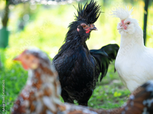 Black and white Polverara chickens portrait on green natural background.