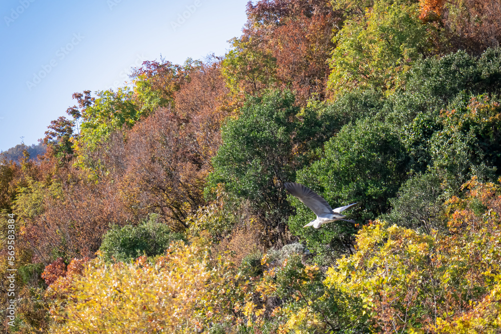 Grey heron (Ardea cinerea) bird flying from colorful tree branches in autumn on Crminica river, Lake Skadar National Park near Virpazar, Bar, Montenegro, Balkans, Europe. Bird watching in wilderness
