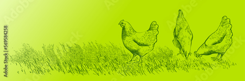 Set of chickens and rooster on the field grass. Decorative bird hen silhouette pattern realistic engrave. Farm animal logo. Vector illustration of a poultry in vintage style