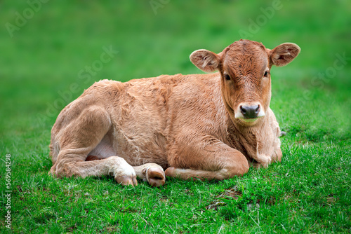 Close up of healthy cow sitting in green lawn - dairy products, farming industry