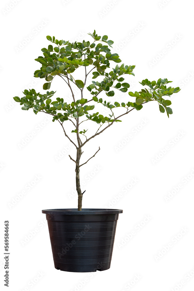 Young Lignum vitae, Guaiac wood, Roughbark lignum vitae or Guaiacum officinale type six leaf growing in black plastic pot isolated on white background included clipping patn. Is a Thai herb. - obrazy, fototapety, plakaty 