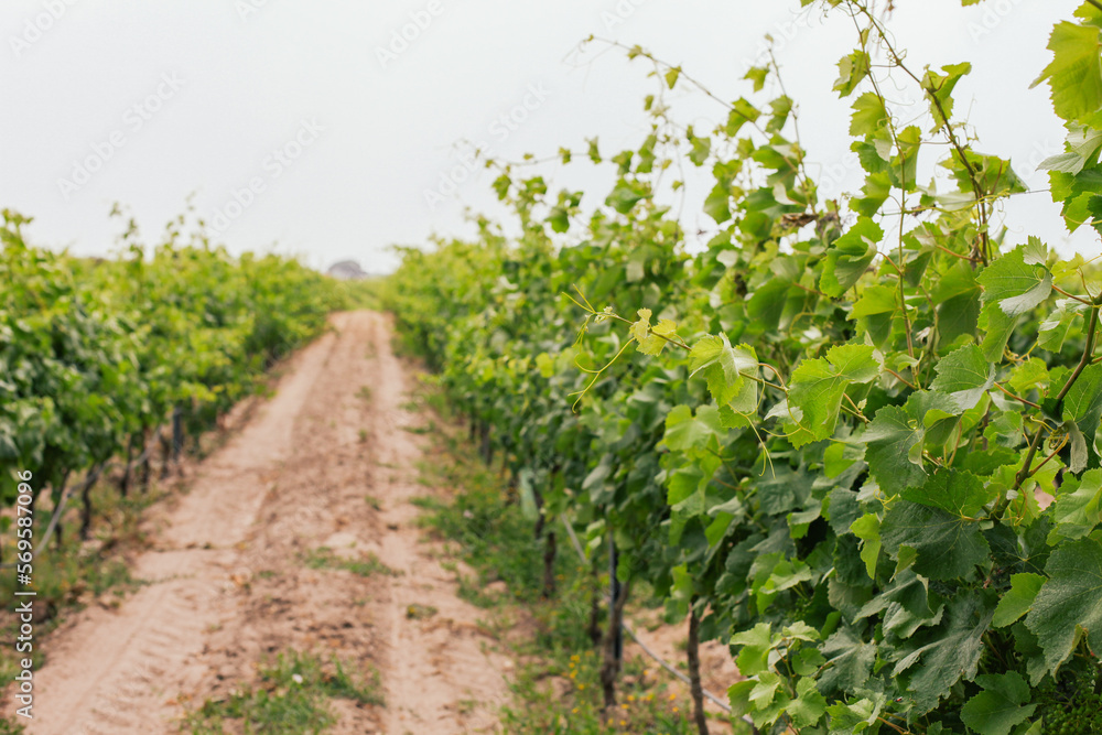 A row in a vineyard with fresh vines, cloudy sky 