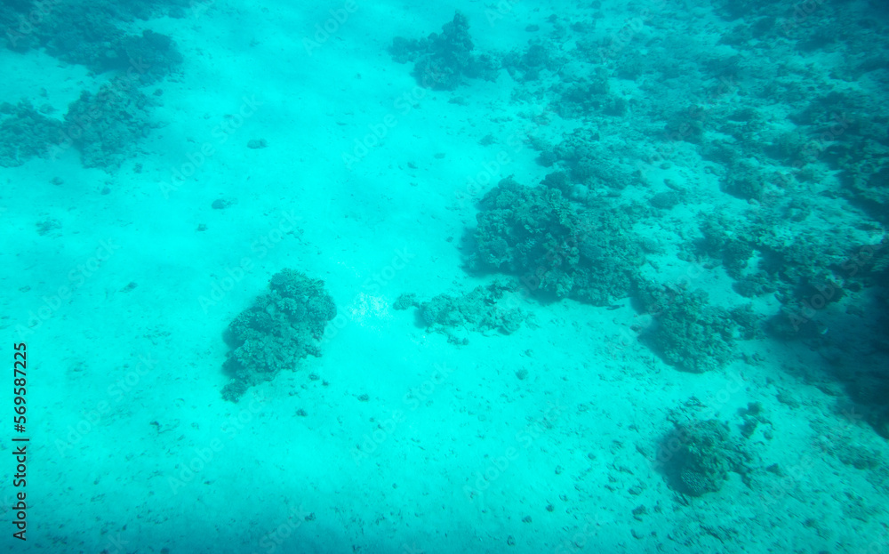 Fototapeta premium Coral reef at the bottom of the Red Sea.