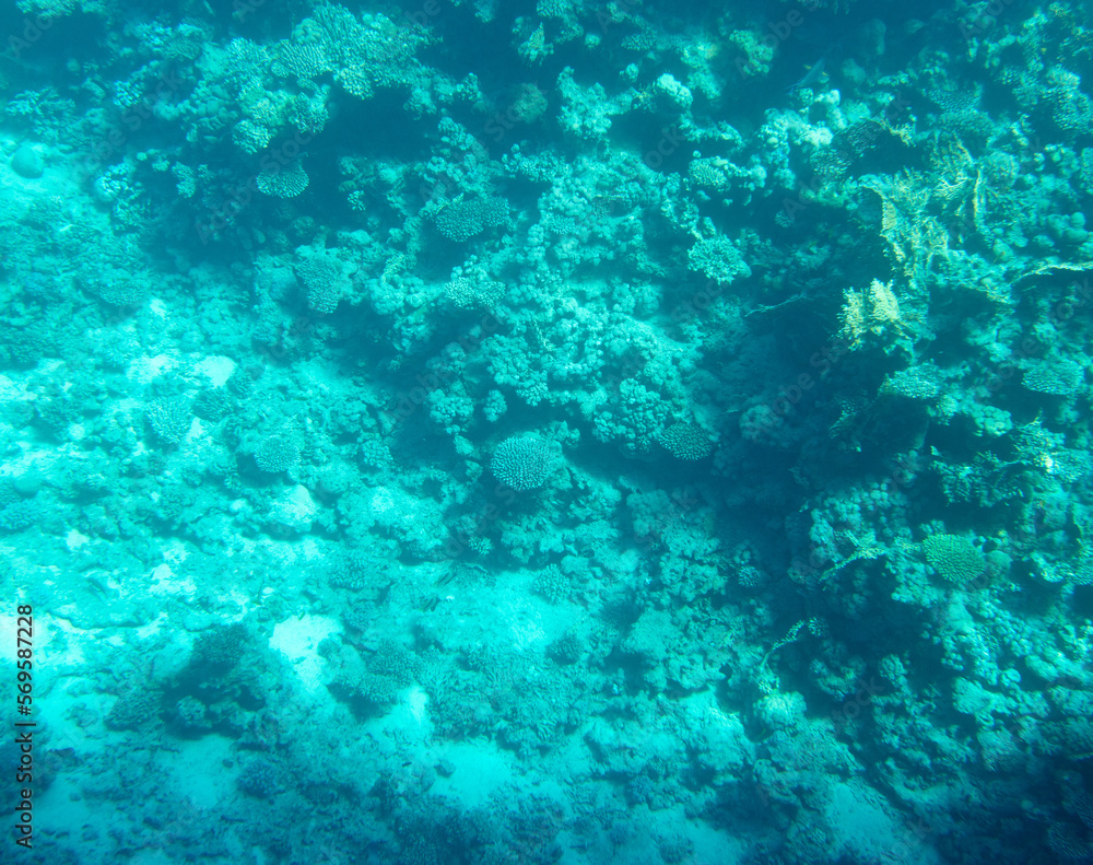 Fototapeta premium Coral reef at the bottom of the Red Sea.