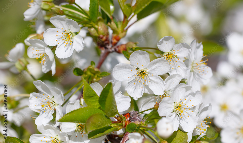 Flowers on a cherry tree in spring. Flowers on a cherry tree in spring.