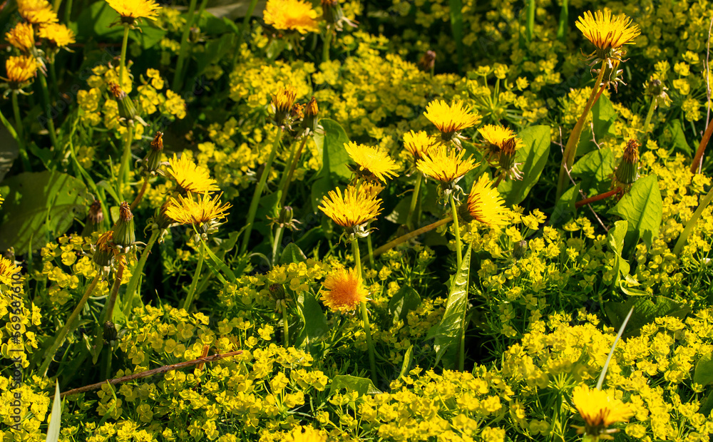 Fototapeta premium Small yellow flowers in the park.