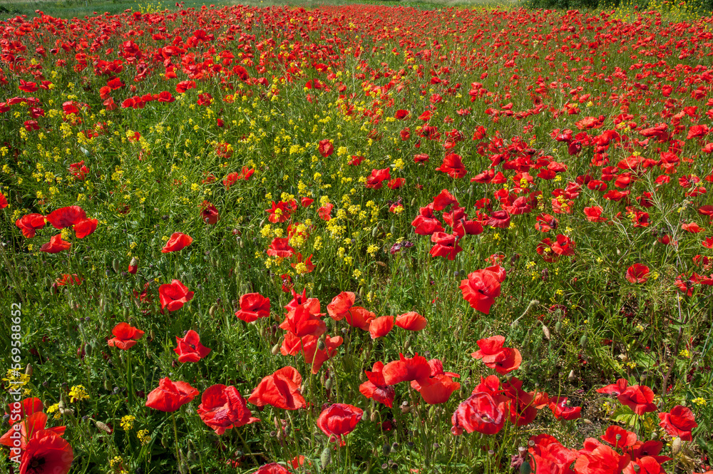 Red poppies against the light, bright sky.