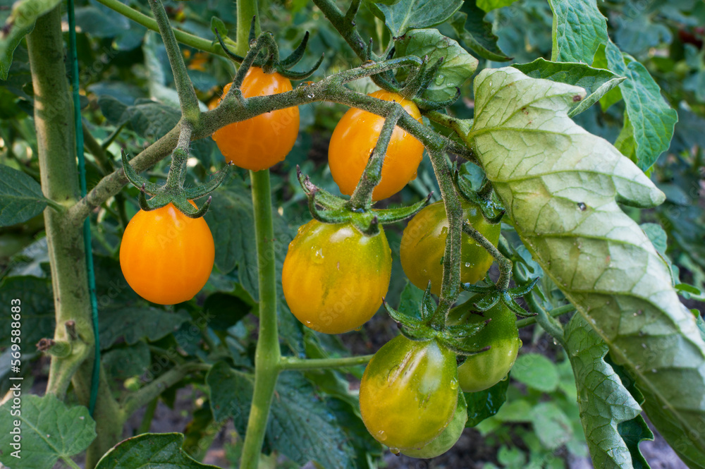 Yellow tomatoes grow in bunches in the garden