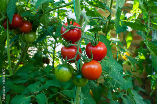 delicious and red tomatoes natural